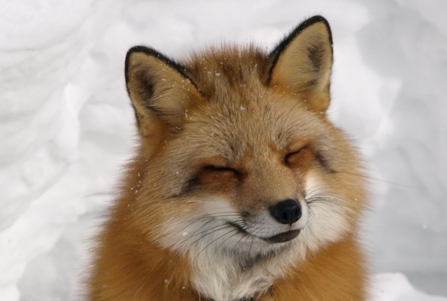 2026.1.25（日）大雪のため駐車場閉鎖のご案内